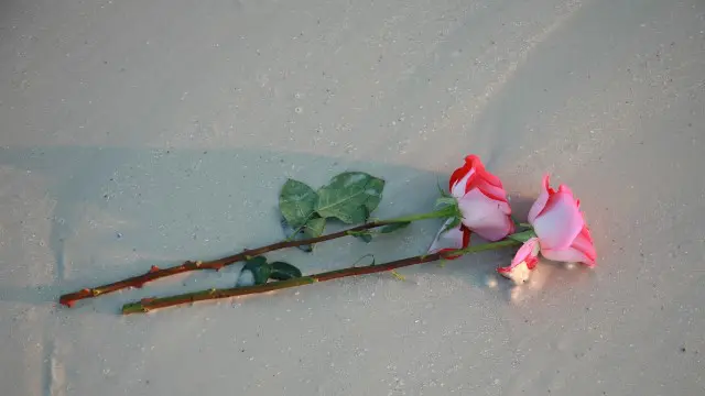 女性人気1位はバラ プロポーズで花束を贈る時のポイントと花言葉 プロポーズ ブライダルノート ビジュピコ Bijoupiko